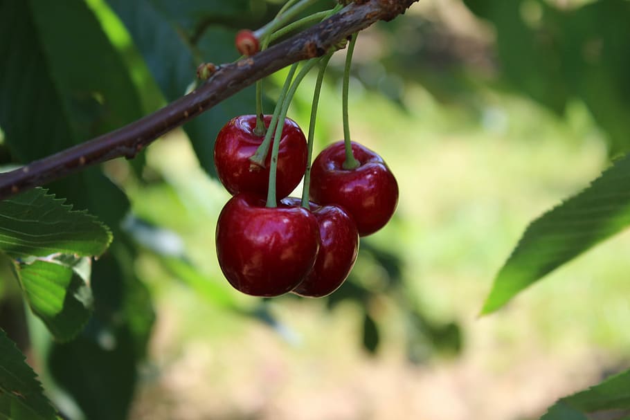 cherries, cherry tree, fruit, summer, fruits, stone fruit, healthy eating HD wallpaper