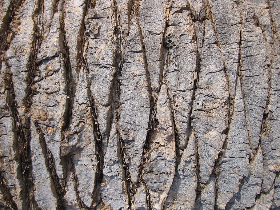 tree, texture, nature, pattern, old, wooden, brown, grunge HD wallpaper