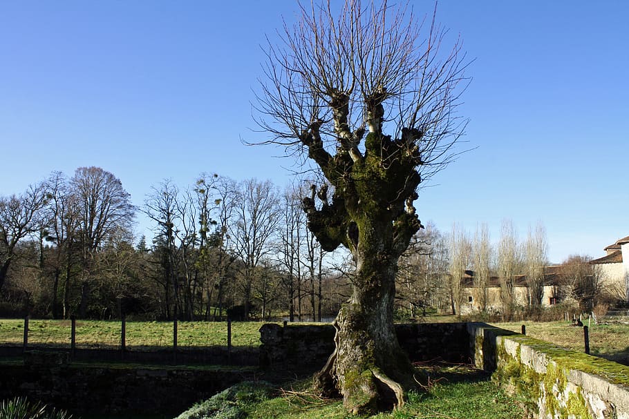 winter tree, leafless tree, gnarled tree, ancient tree, ugly tree HD wallpaper