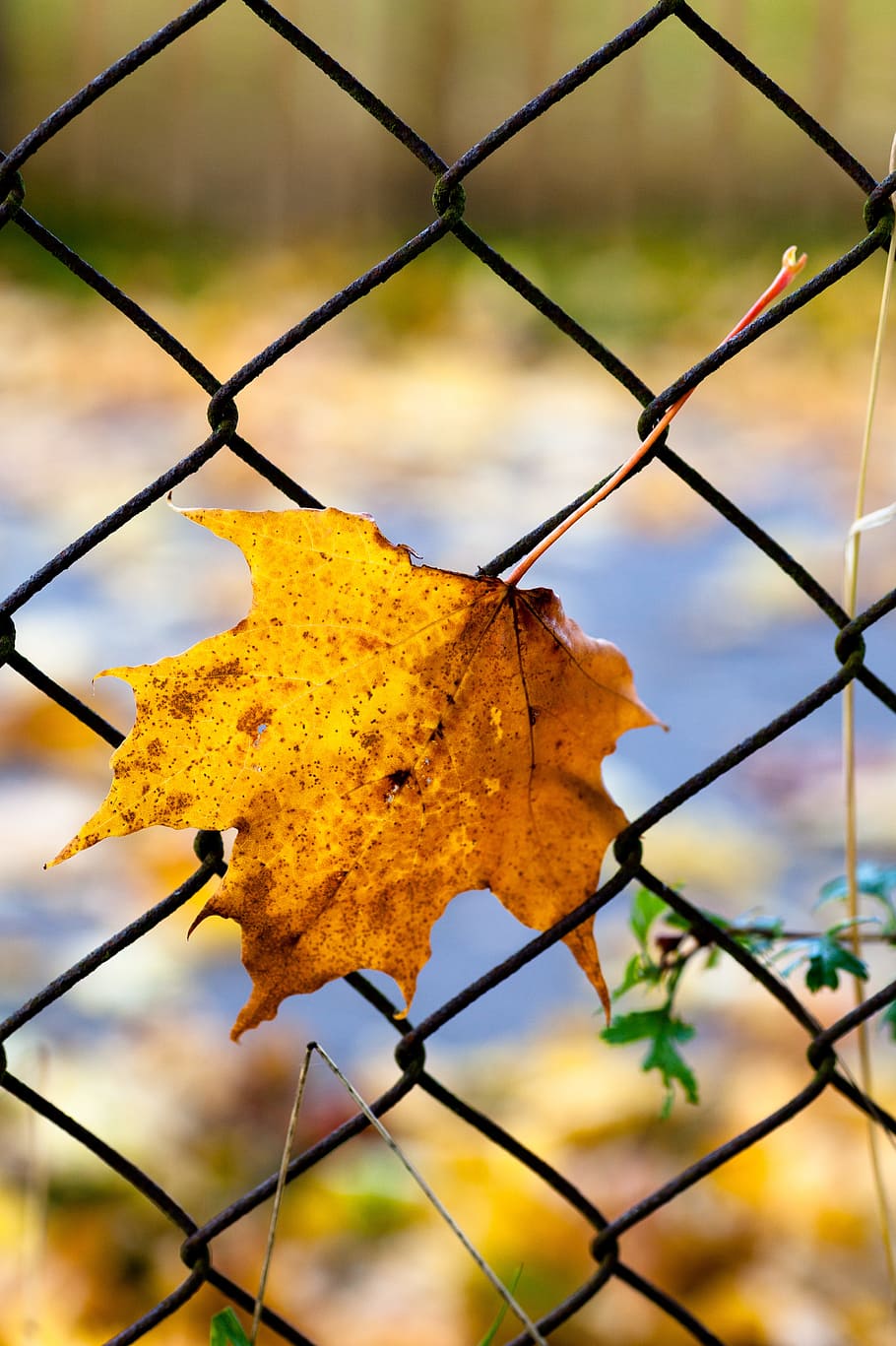 autumn, fall, autumn leaves, september, yellow, leaf, fence HD wallpaper