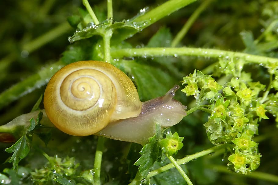 snail, shell, slowly, spiral, nature, slimy, animal, mollusk HD wallpaper