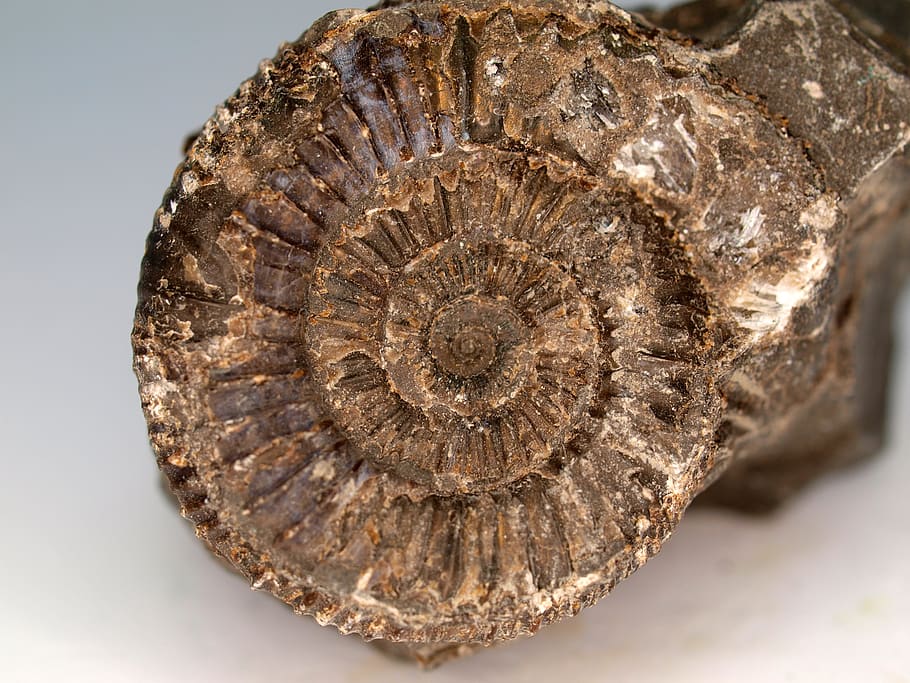 nature, closeup, round out, desktop, pattern, fossil, studio shot HD wallpaper