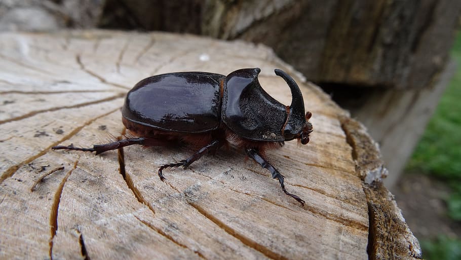 bug, insect, beetle, wild, nature, macro, wood - material, animal wildlife HD wallpaper