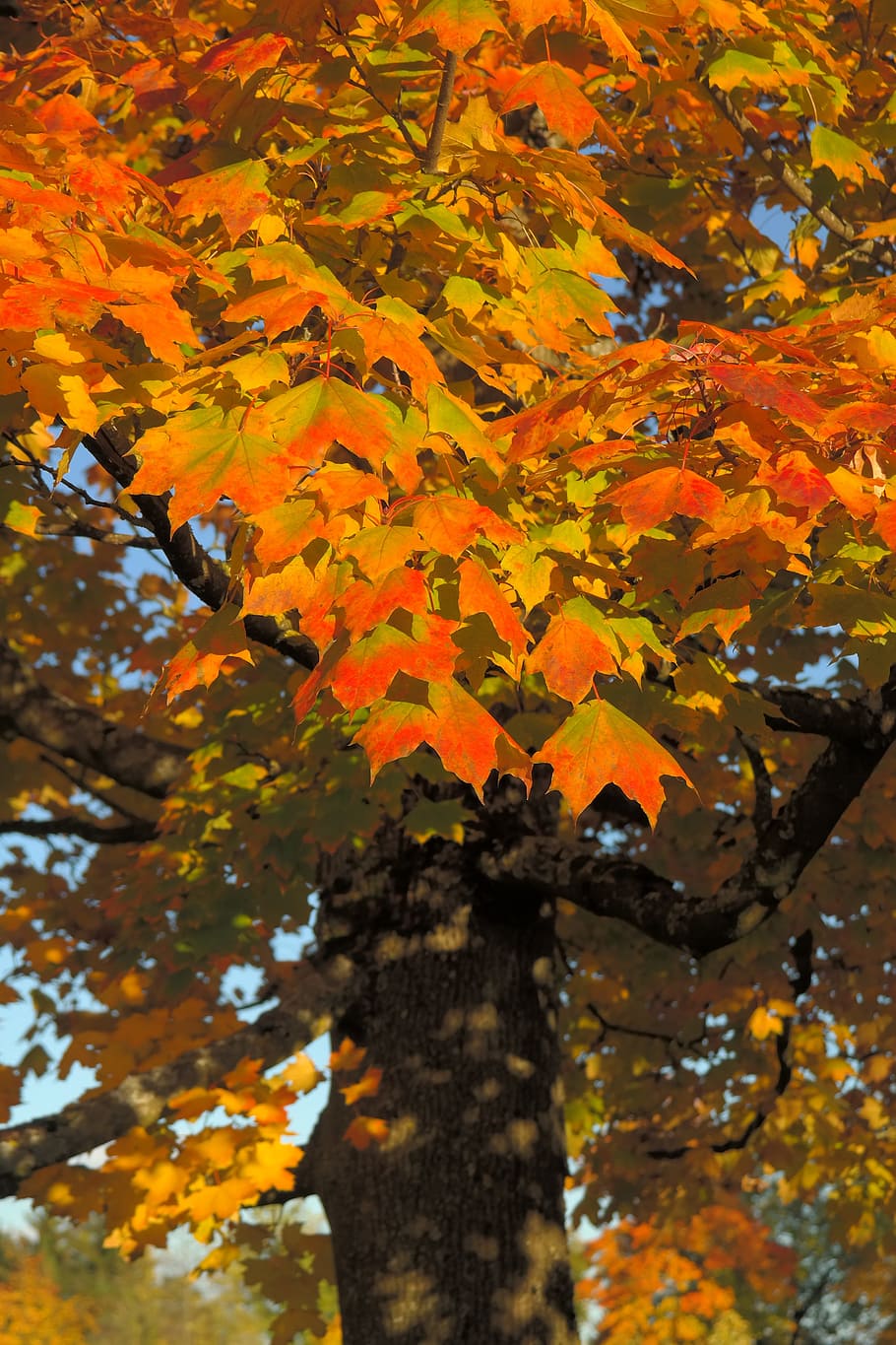 Фото дерева клен осенью фото