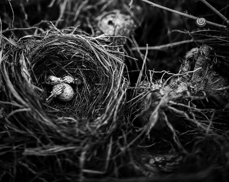 grayscale photography of birdnest, Creepy, Skeleton, Egg, Mood HD wallpaper