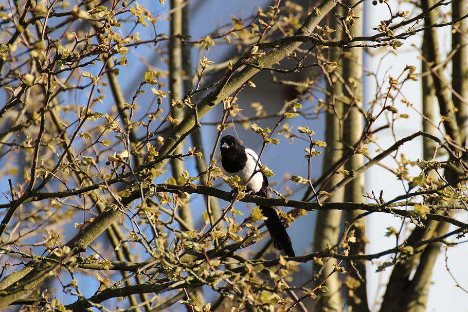 Elster, Bird, Tree, Feather, Animal, birds, curious, animal world HD wallpaper