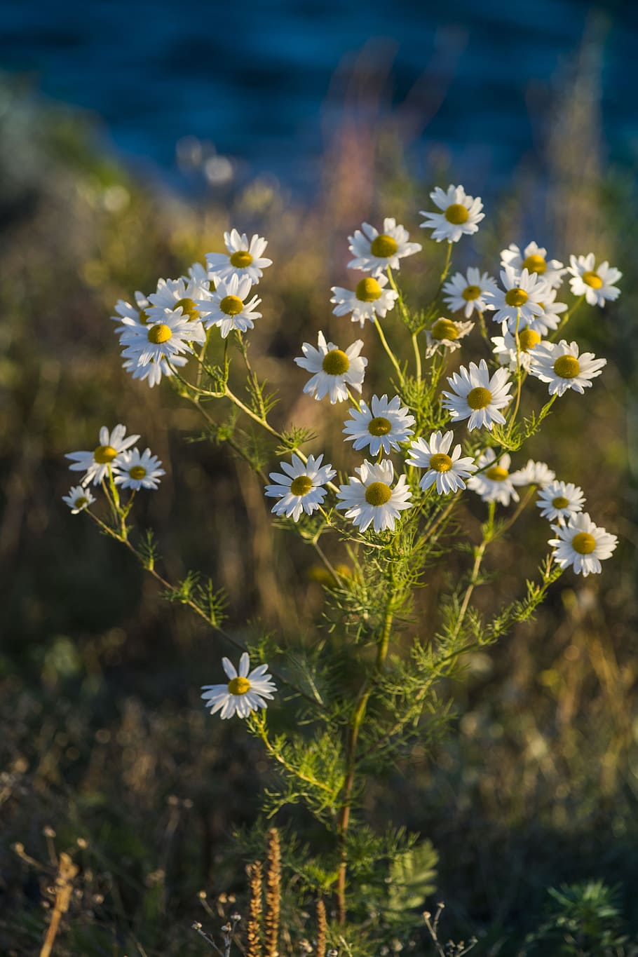 Daisy, Flower, Nature, green, summer, white, meadow plant, white blossom HD wallpaper