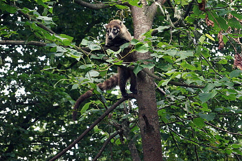 coati, small bear, climb, climber, tree, proboscis bear, tail HD wallpaper