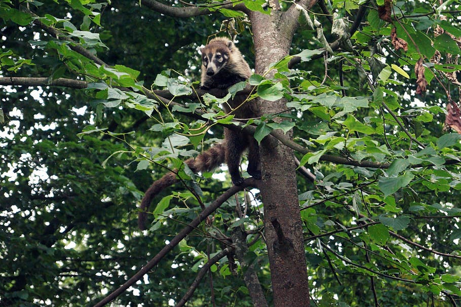 coati, small bear, climb, climber, tree, proboscis bear, tail HD wallpaper