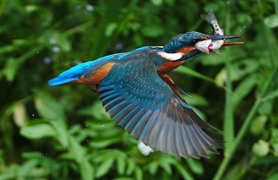 blue and orange bird with fish in shallow focus photography, kingfisher