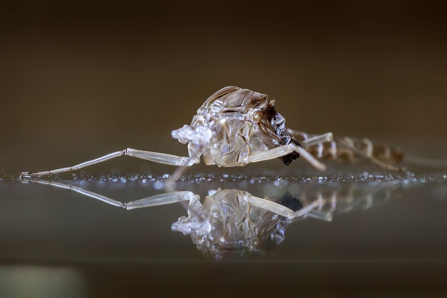 macro, bug, cocoon, ice, close-up, reflection, indoors, studio shot HD wallpaper