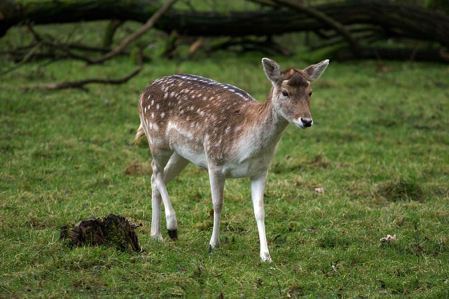 hirsch, fallow deer, forest, animal, animal wildlife, animal themes HD wallpaper