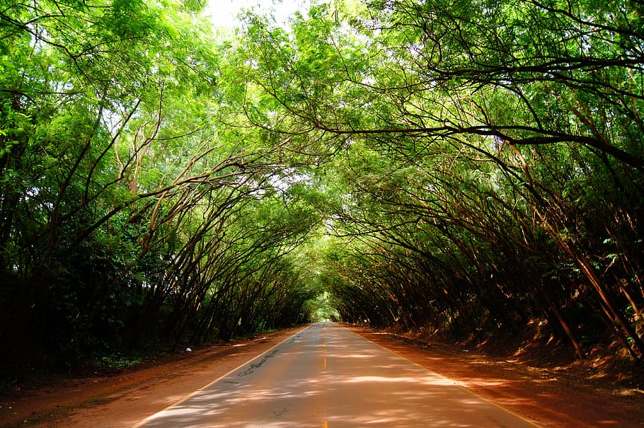 green, tree, road, light, forest, nature, landscape, park, leaves, HD wallpaper