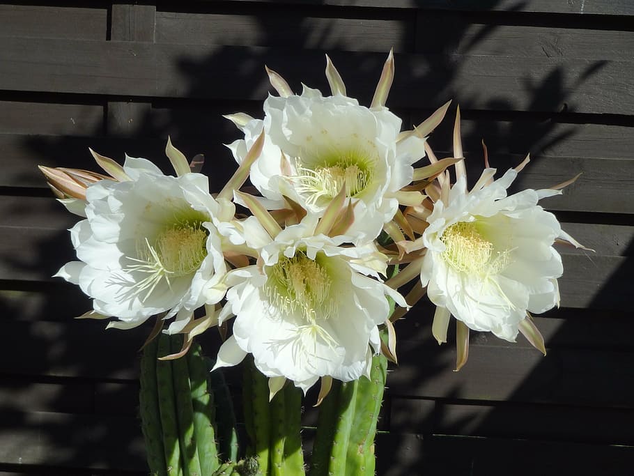 flowers, cactus, white, flowering plant, freshness, vulnerability HD wallpaper
