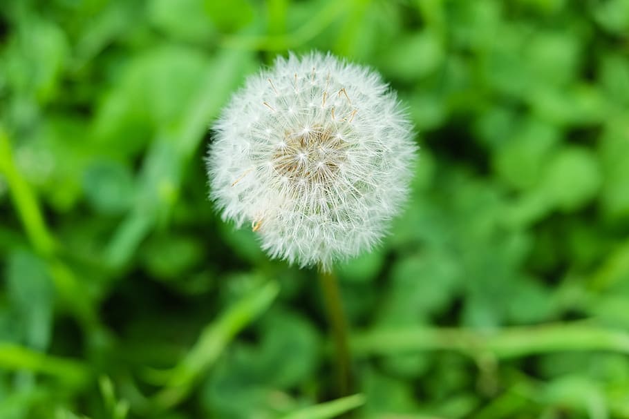 Dandelion, bloom, blossom, environment, flora, flower, garden HD wallpaper