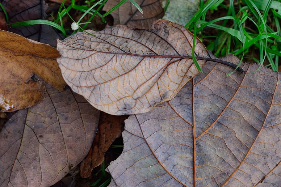 autumn, dry, leaf, natural, plant, coffee, nature, seasons HD wallpaper