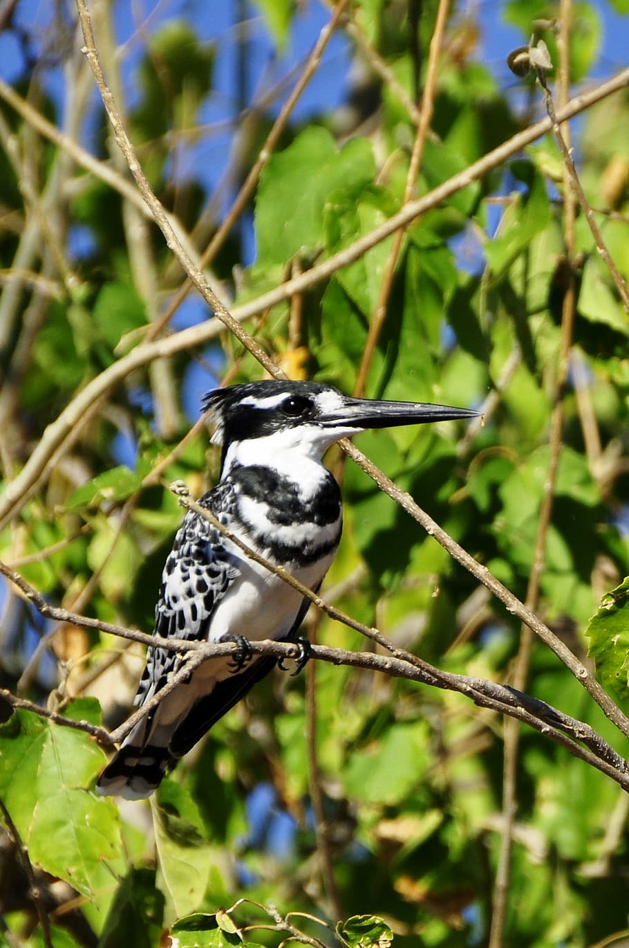 kingfisher, bird, nature, bill, white, black, branch, botswana
