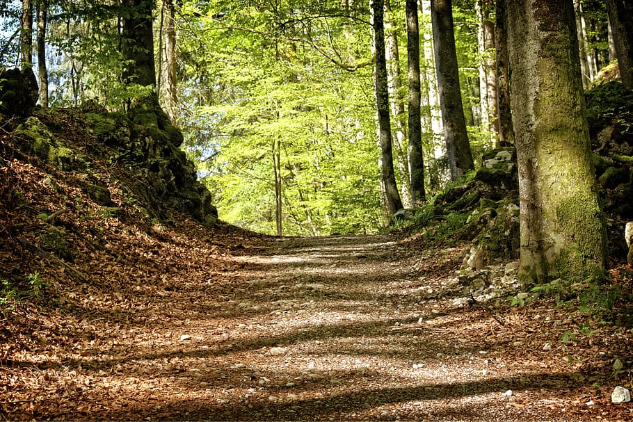 Trees, Away, Forest, Path, Nature, forest path, recovery, holiday HD wallpaper