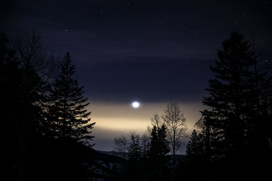 green leafed trees at nighttime, forest during night, silhouette HD wallpaper