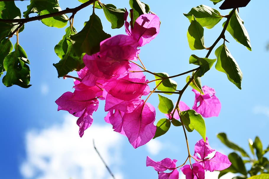 pink petaled flowers during daytime, sky, blue, plant, plant part HD wallpaper