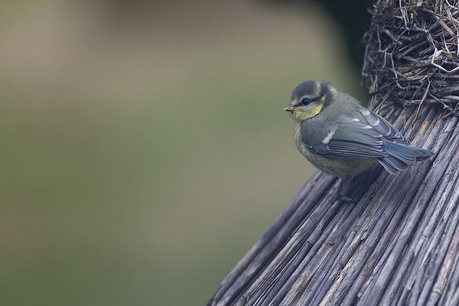 tit, aviary, bird, animal themes, animal wildlife, animals in the wild HD wallpaper