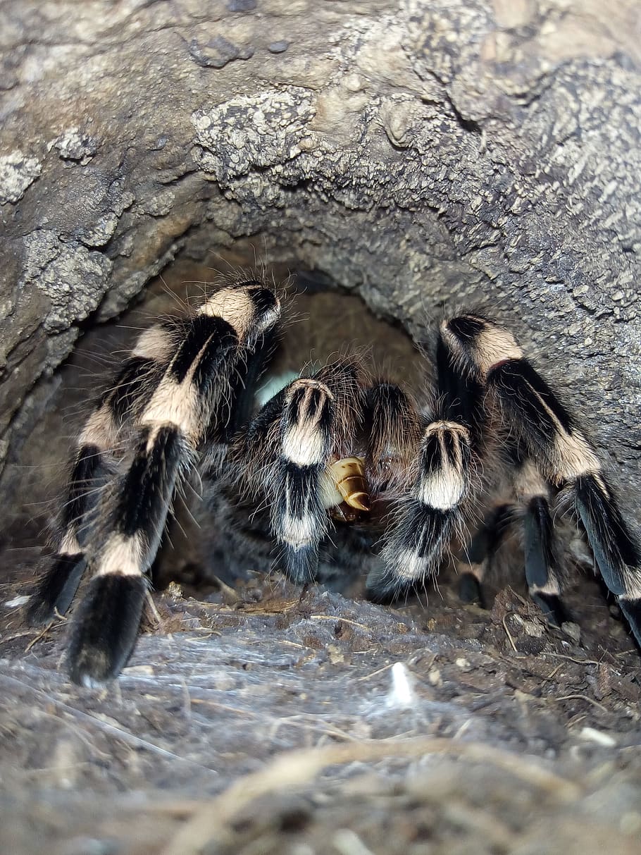tarantula, eat, spin, cave, web, animal themes, animals in the wild HD wallpaper