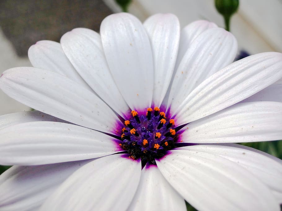 flower, nature, violet, plant, garden, botany, white, flowering plant HD wallpaper