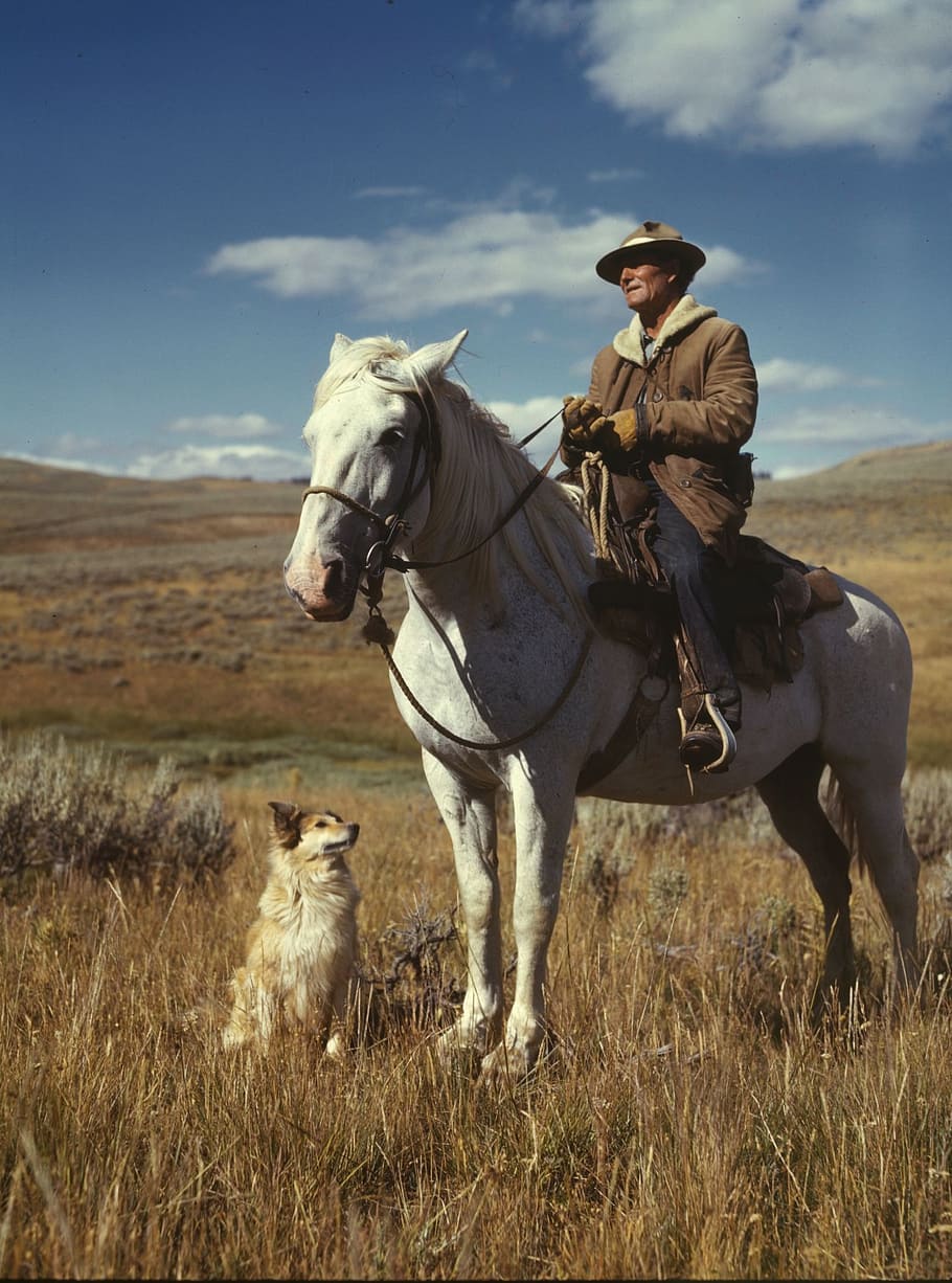 man wearing brown aviator jacket riding horse beside sitting dog, HD wallpaper