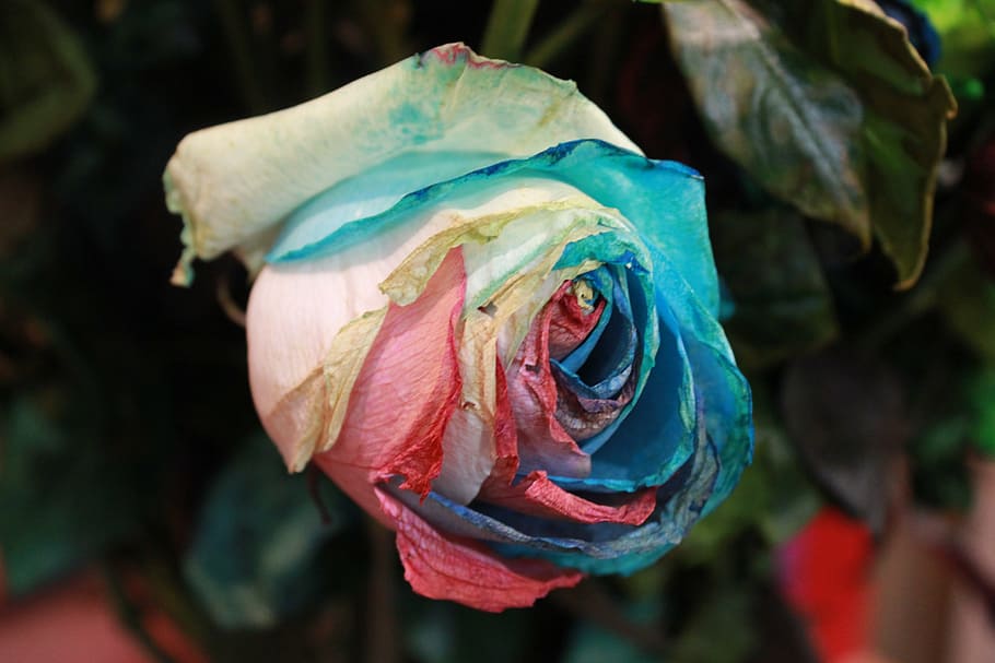 flowers, rose, rainbow rose, artificial, nature, beautiful, HD wallpaper