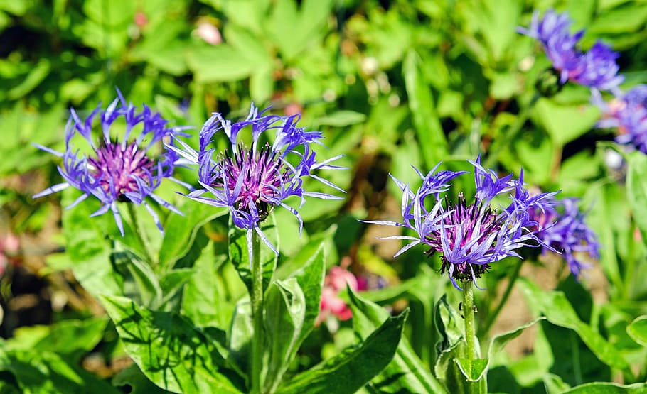 mountain knapweed, bloom, blossom, violet, field, nature, flower HD wallpaper