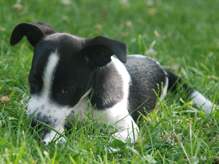 puppy, pet, animal themes, grass, mammal, one animal, domestic HD wallpaper