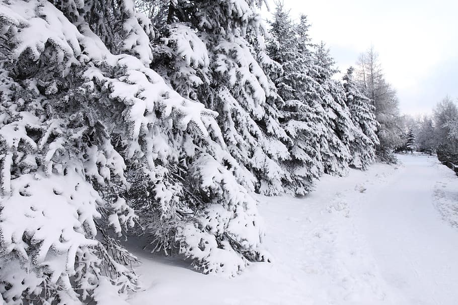 Winter, Tree, Path, Snowflake, Cold, zing, forest, trees, road HD wallpaper
