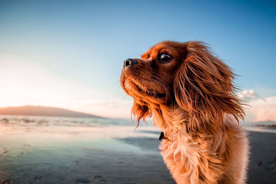 Closeup shot of a dog on the beach, nature, animal, animals, dogs, HD wallpaper