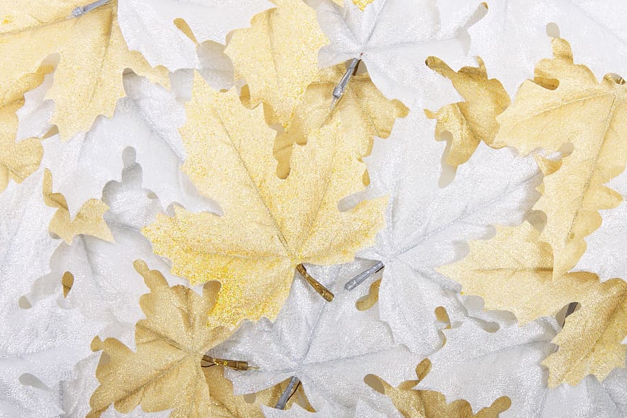 white and brown maple leaves lot, autumn, background, beautiful HD wallpaper