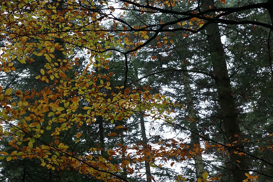 autumn, forest, tree, yellow, gold, plant, low angle view, branch HD wallpaper