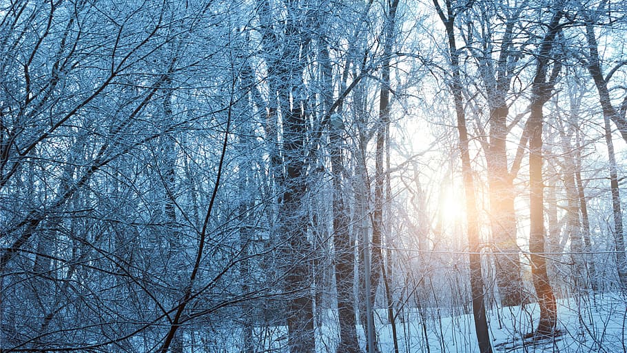 snow season with trees during golden hour, winter, 2017, sunset HD wallpaper