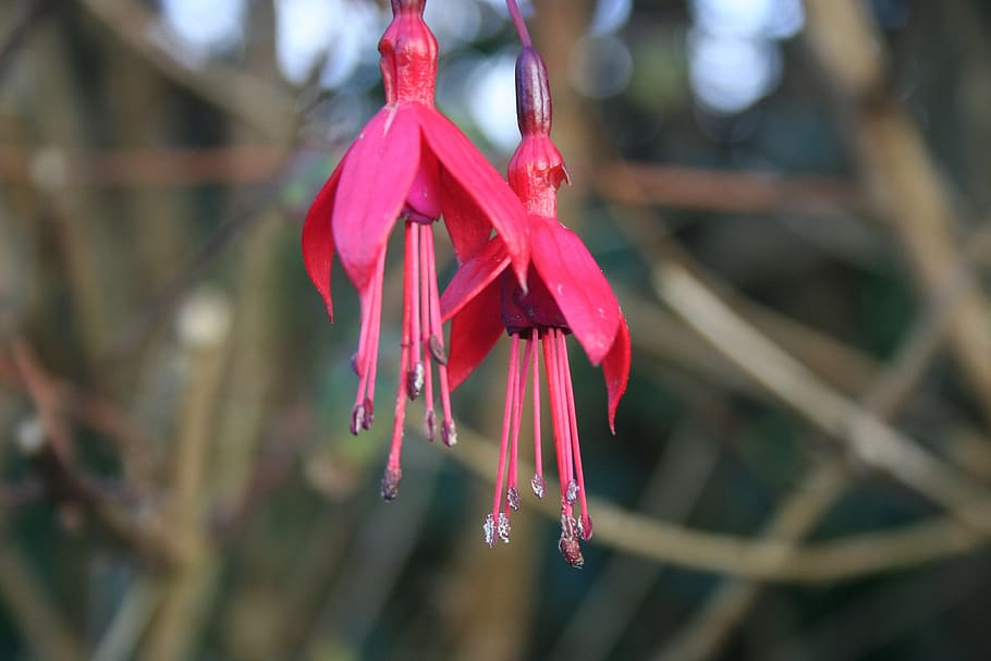 fuchsia, red, flowers, pink, plant, colorful, nature, flowering plant HD wallpaper
