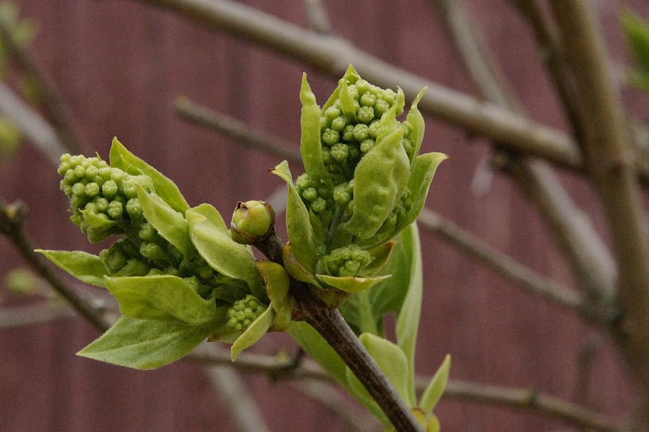 chestnut, sprout, bud, spring, lenz, green, knock out, engine HD wallpaper