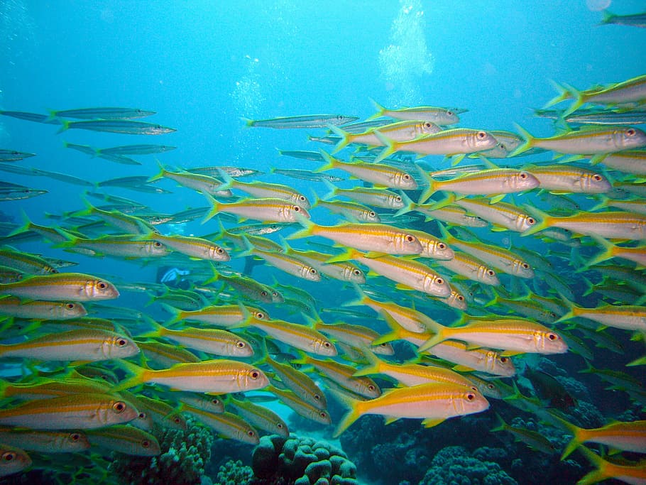 school of gray fish, Underwater, Diving, Swarm, fish swarm, underwater world, HD wallpaper
