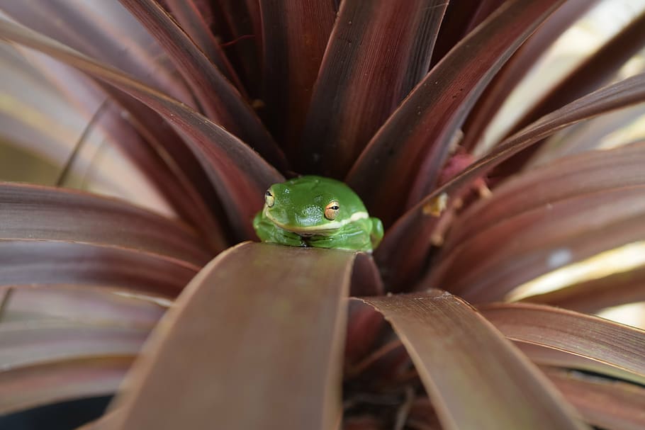 frog, tree, nature, green, leaf, animal themes, animal wildlife HD wallpaper