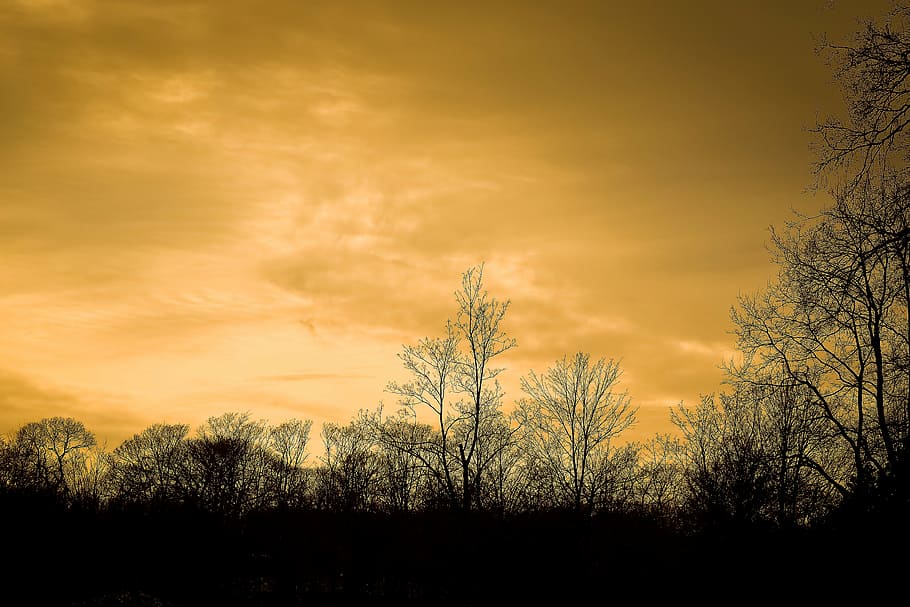 trees, winter, forest, nature, landscape, mood, clouds, sky HD wallpaper