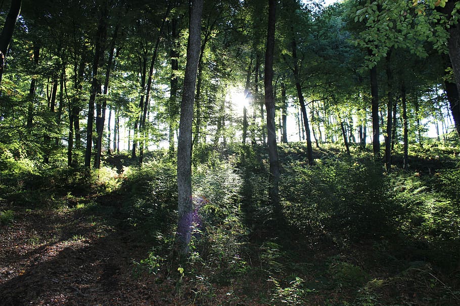 Forest, Nature, Sun, Tree, Landscape, mood, leaves, log, scenics HD wallpaper