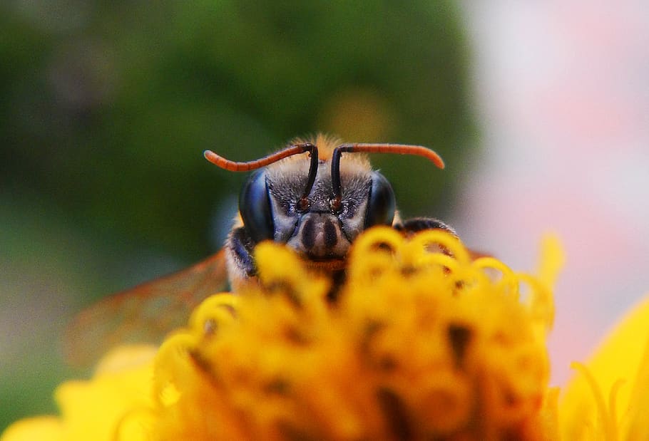 bee, apiary, hive, honey, wing, bees, spring, yellow, animals HD wallpaper