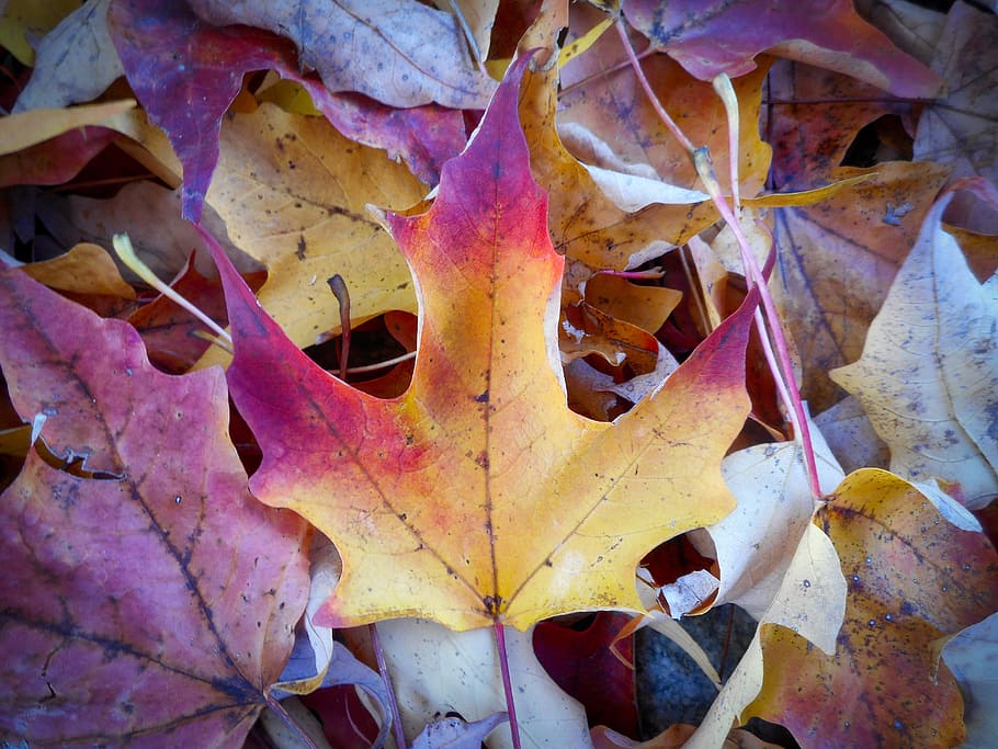 autumn, leaves, october, leaf, plant part, change, dry, close-up HD wallpaper
