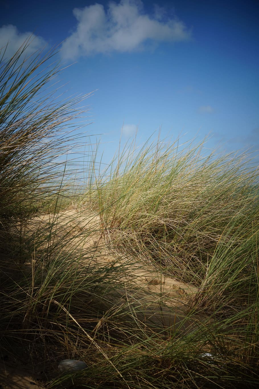 Beach, Sand, Nature, Plants, Clouds, sky, marram Grass, sand Dune HD wallpaper
