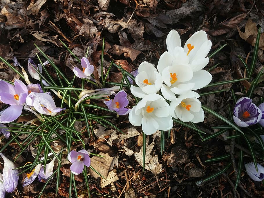 flowers, spring, crocuses, flowering plant, petal, fragility HD wallpaper