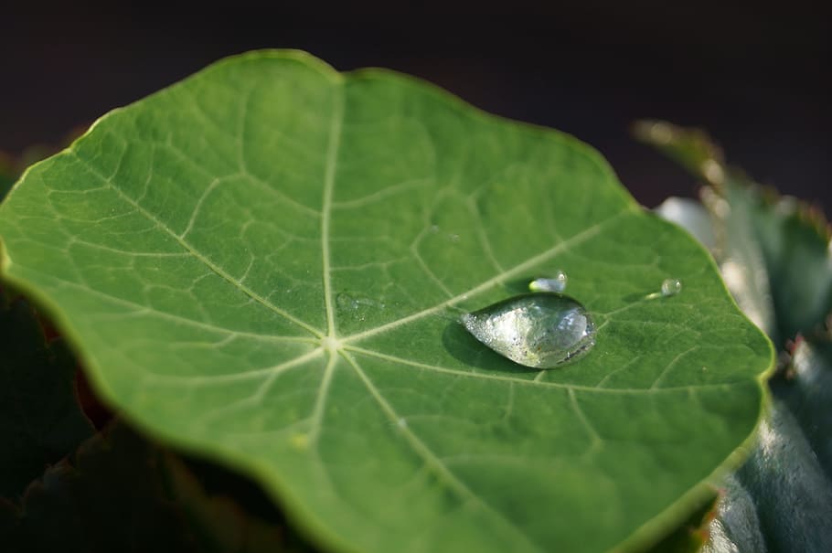 flower, leaf, water, droplet, summer, sun, east indian cherry HD wallpaper
