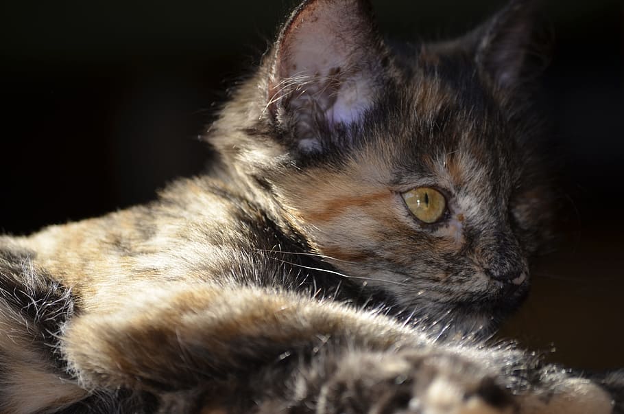 cat, animals, small cat, domestic cat, mammal, domestic animals HD wallpaper