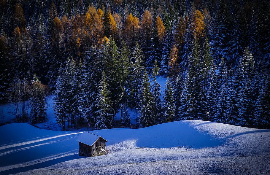 green and yellow leafed trees, forest, snow, winter, landscape HD wallpaper