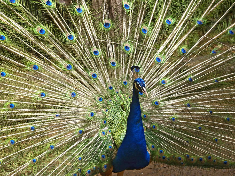 animal photography of peacock, blue peacock, bird, fly, wings, HD wallpaper